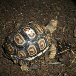 Pardalis vs Carbonarias.