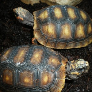 tortugas 343