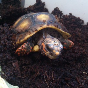 Pardalis vs Carbonarias.