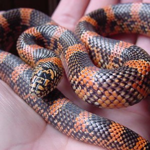 apalachicola baby blotched