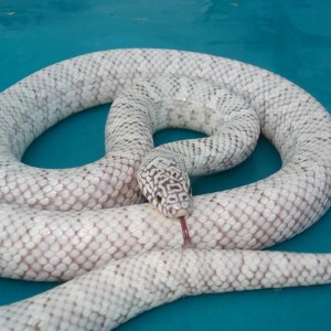 Phantom brooski adult