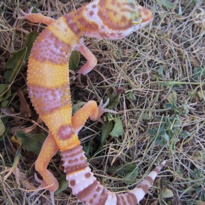 04 08 11 Cria 3 Mafalda 012