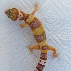 04 08 11 Cria 3 Mafalda 028