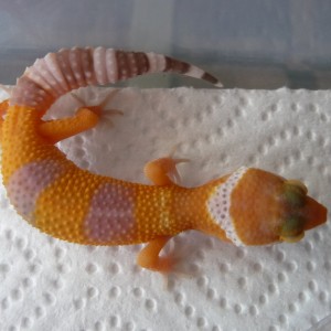 25 07 11 Cria 5 Mafalda 002