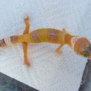 04 08 11 Cria 5 Mafalda 057