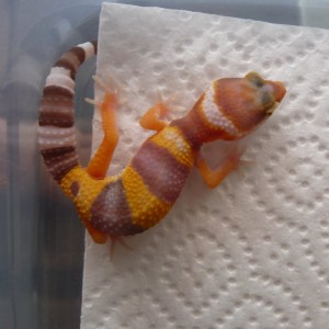 25 07 11 Cria 4 Mafalda 001