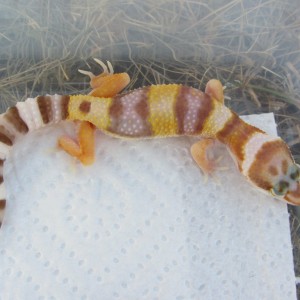 04 08 11 Cria 4 Mafalda 046