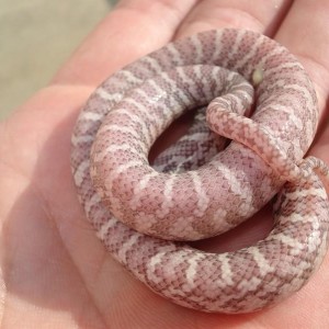 Phantom brooski baby