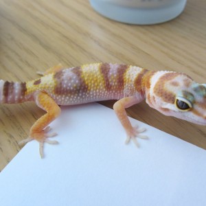 19 09 11 Cria 4 Mafalda 023