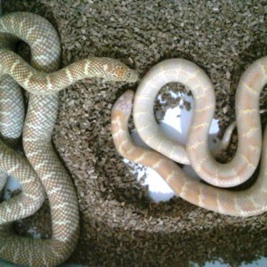 brooksi albina lavender vs albina T