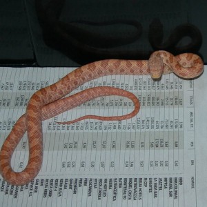 Pantherophis obsoletus