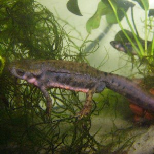 Cynops pyrrhogaster