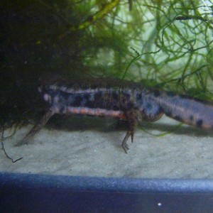Cynops pyrrhogaster