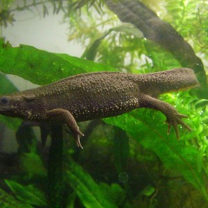 Cynops pyrrhogaster