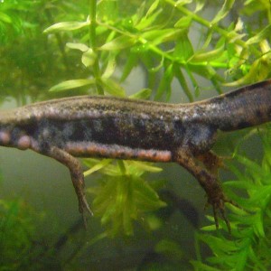 Cynops pyrrhogaster