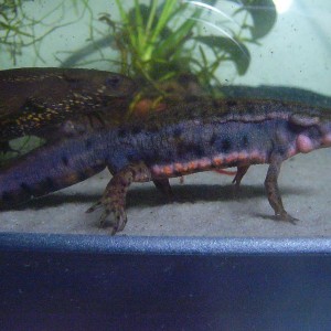 Cynops pyrrhogaster