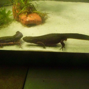 C.pyrrhogaster, transmision de espermatoforo.