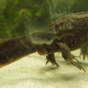 Hembra con espermatoforo.