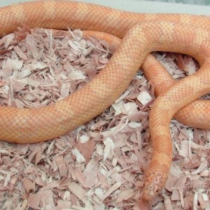 sulfur lavender albino