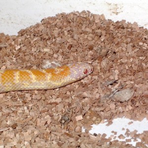 brooksi albino T nov'11 detalle