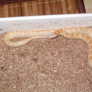 brooksi albino T nov'11