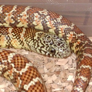 brooksi hypo nov'11 detalle