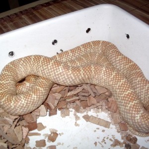 brooksi lavender hembra nov'11