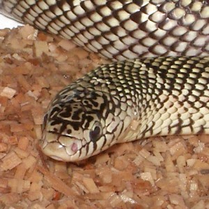 brooksi white cheek hembra nov'11 detalle