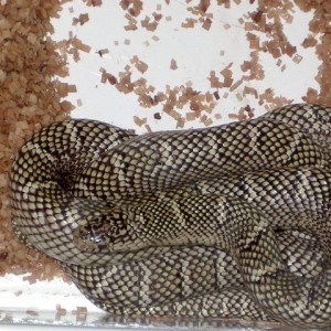 brooksi white cheek hembra nov'11