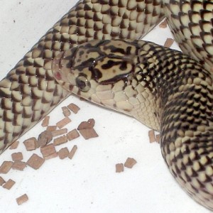 brooksi white cheek macho nov'11 detalle