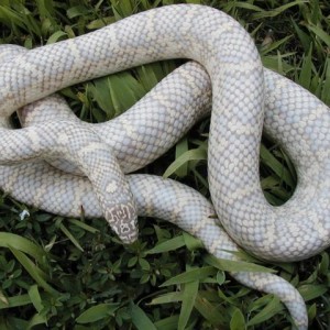 Sulfur lavender snow