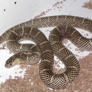 brooksi white cheek macho nov'11