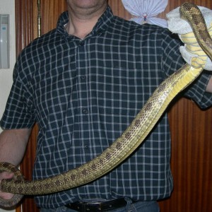 Yellor rat snake y yo2