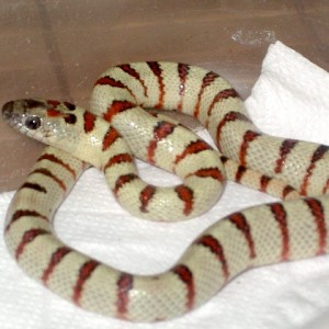 thayeri leonis hembra nov'1 2