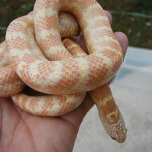T negative albino Florida king adult