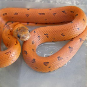 Orange L m thayeri Leopard line