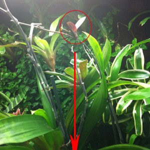 Hojas Orquidea detalle