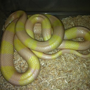 Lampropeltis tr. hondurensis snow