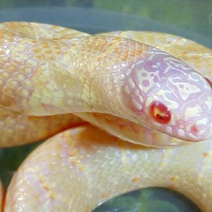 T negative albino Florida king baby