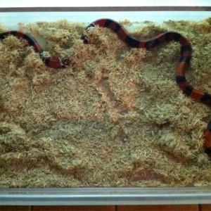 Lampropeltis tr. hondurensis hypo