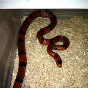 Lampropeltis tr. hondurensis hypo 2