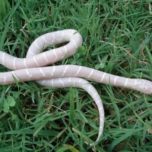 True Snow from T negative albino 2