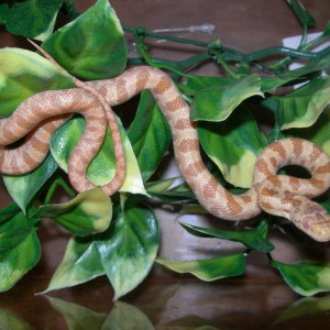 serpienteratonera amarilla albina (baby)