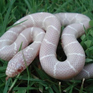 True Snow from T negative albino