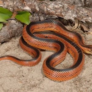 apalachicola baby striped