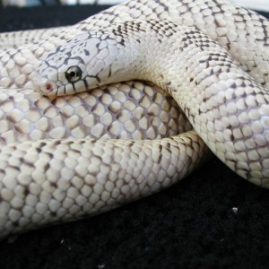 White bone hypo brooksi adult hembra