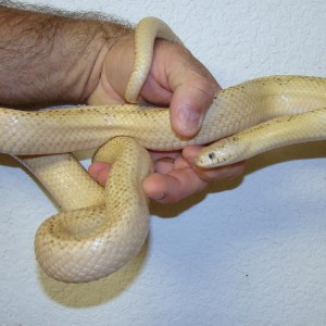 White bone hypo brooksi adult macho