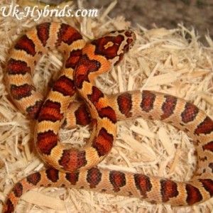 lampropeltis mexicana thayeri x guttatus