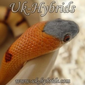 Variable Kingsnake x Imperial Pueblan