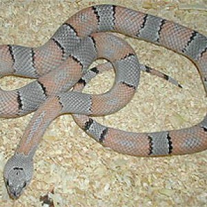 hypoeritristica alterna